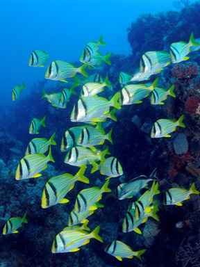 Dive With South Florida Diving Headquarters
